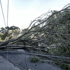 árvore caída Guarulhos