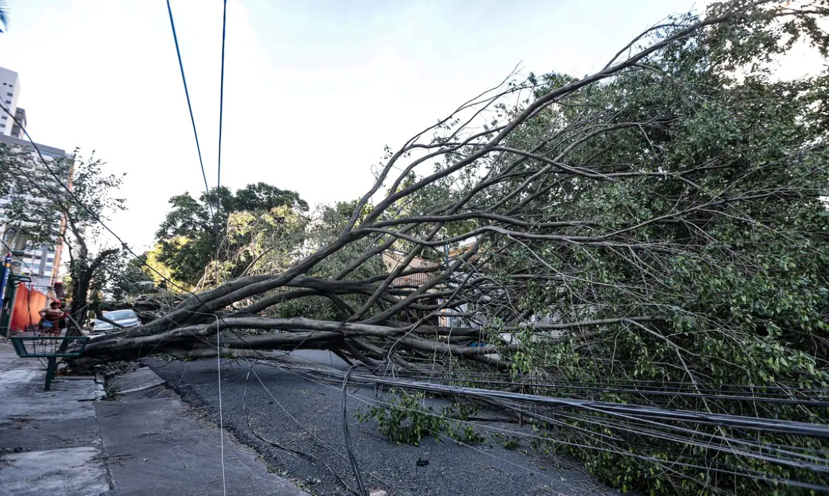 árvore caída Guarulhos
