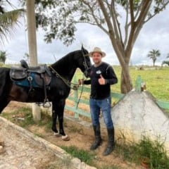 Cavalo Manga-larga Marchador morre ap&oacute;s ataque de abelhas em Jacobina