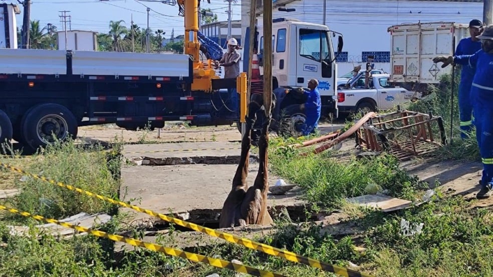 cavalo morre após cair em buraco no bairro tomba cavalo morre após cair em buraco no bairro tomba