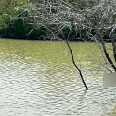 corpo encontrado no córrego