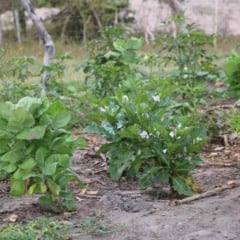 Em Feira de Santana, Garantia-Safra transforma vulnerabilidade climática em proteção social