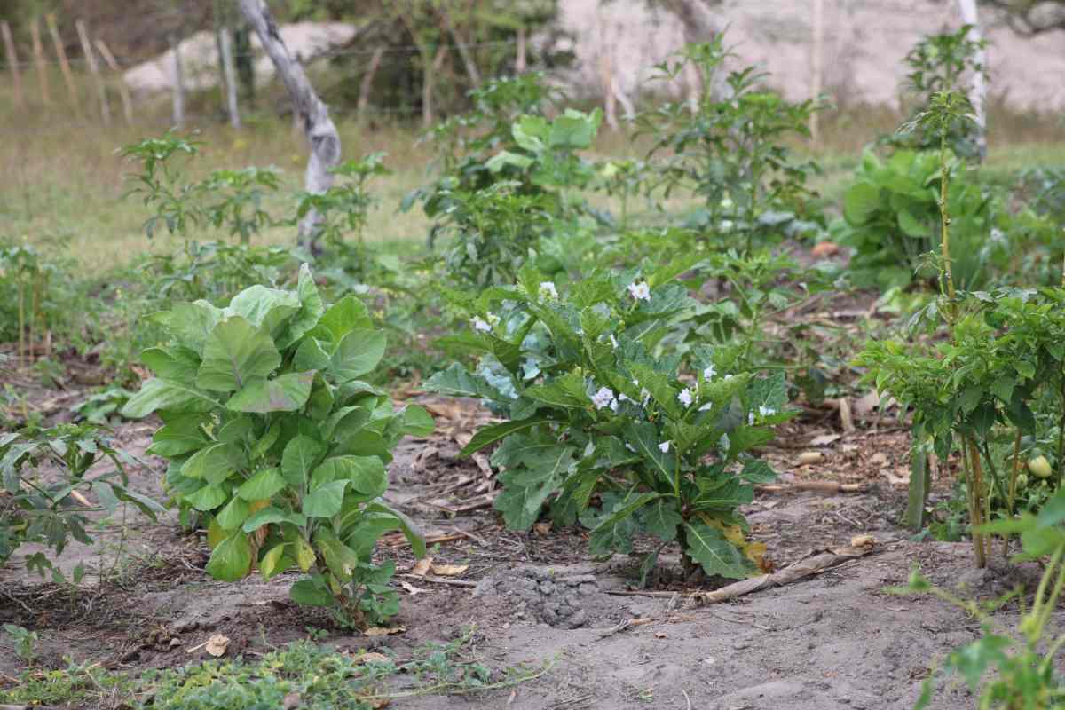 Em Feira de Santana, Garantia-Safra transforma vulnerabilidade climática em proteção social