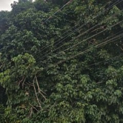 Poste inclinado e energizado preocupa moradores do bairro Santo Antônio dos Prazeres; fiação está embaraçada em galhos de uma árvore
