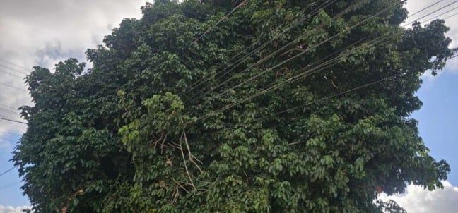 Poste inclinado e energizado preocupa moradores do bairro Santo Antônio dos Prazeres; fiação está embaraçada em galhos de uma árvore