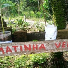 Projeto Matinha Verde