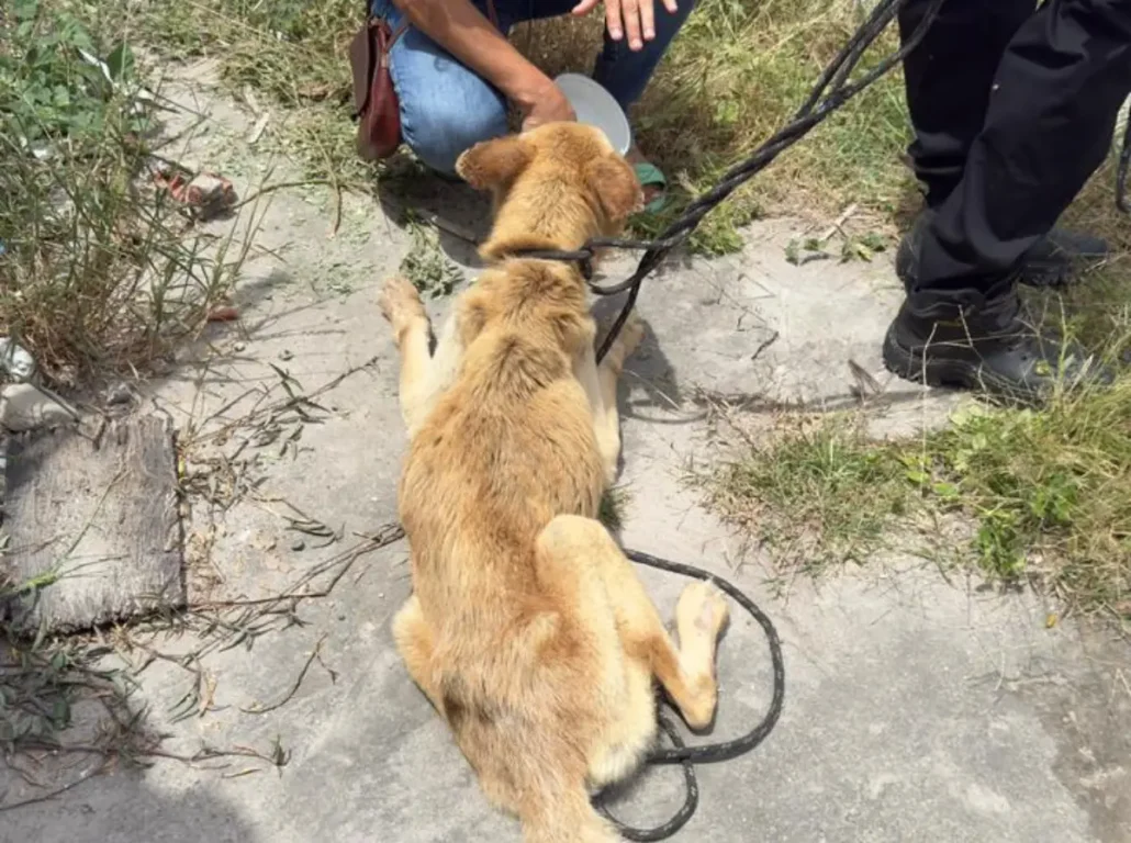 PolÃcia prende mulher por maus-tratos e resgata cão em estado crÃtico em Feira de Santana PolÃcia prende mulher por maus-tratos e resgata cão em estado crÃtico em Feira de Santana