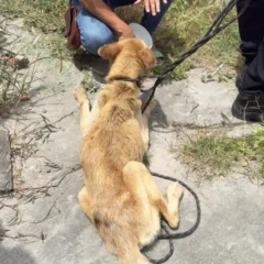 Pol&iacute;cia prende mulher por maus-tratos e resgata c&atilde;o em estado cr&iacute;tico em Feira de Santana