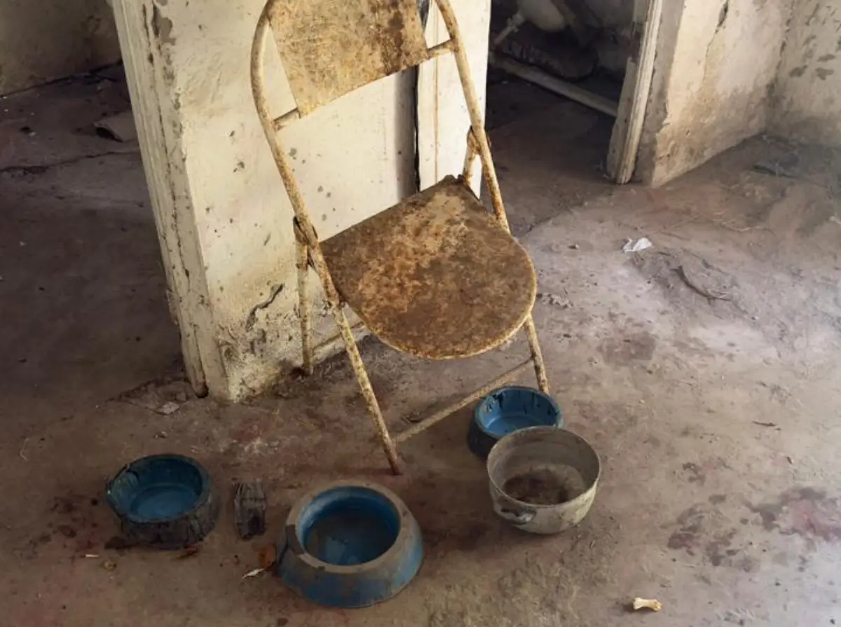 Polícia prende mulher por maus-tratos e resgata cão em estado crítico em Feira de Santana