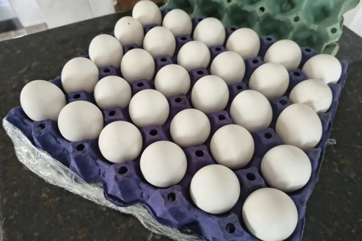 Superprodução derruba preço do ovo e cartela chega a custar R$ 10 no sudoeste baiano