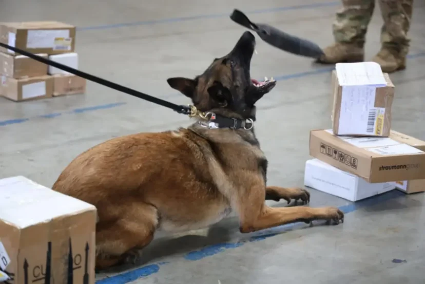 Polícia localiza vários tipos de drogas e armas de fogo em encomendas enviadas pelos Correios Polícia localiza vários tipos de drogas e armas de fogo em encomendas enviadas pelos Correios