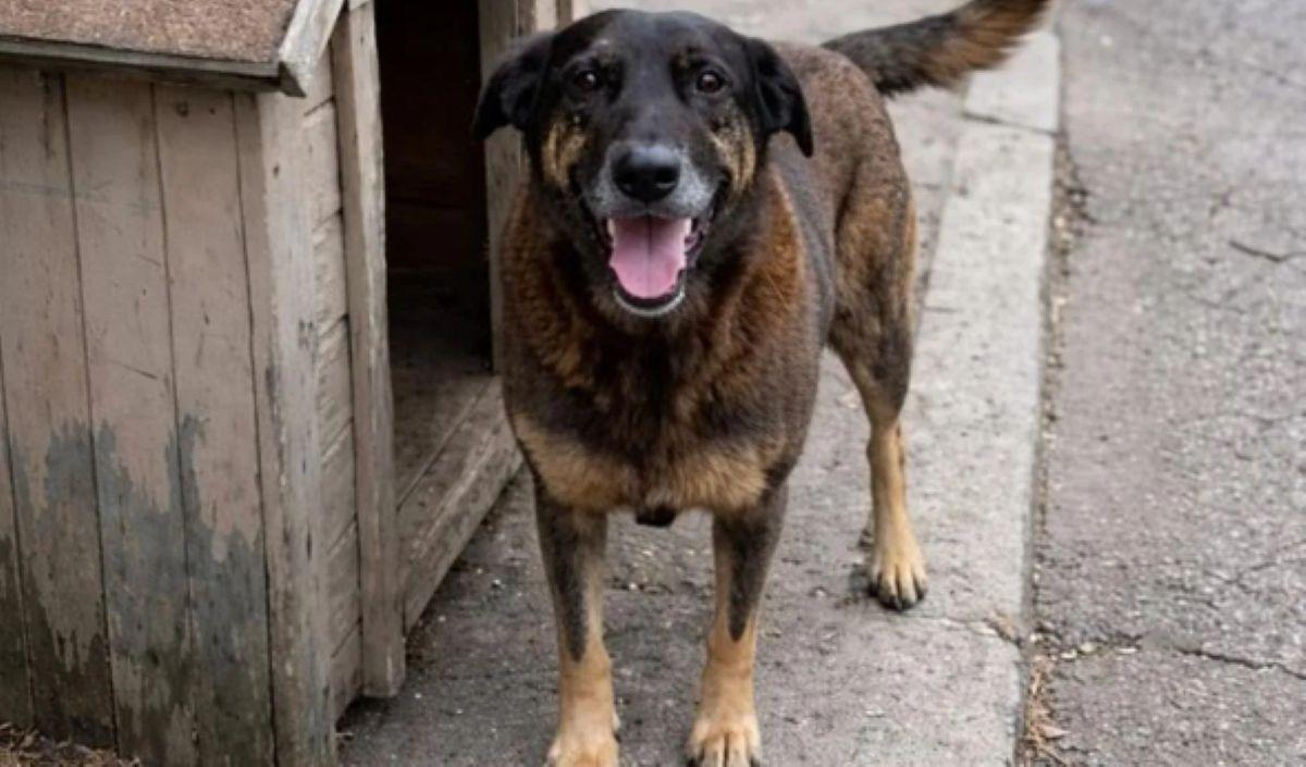 Caso do cão Orelha reacende debate sobre violência contra animais