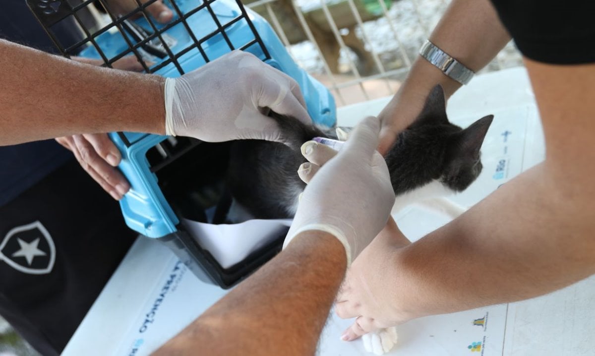 Conselho de Veterinária alerta para doença que afeta gatos | Foto: Tânia Rêgo/ Agência Brasil Conselho de Veterinária alerta para doença que afeta gatos | Foto: Tânia Rêgo/ Agência Brasil