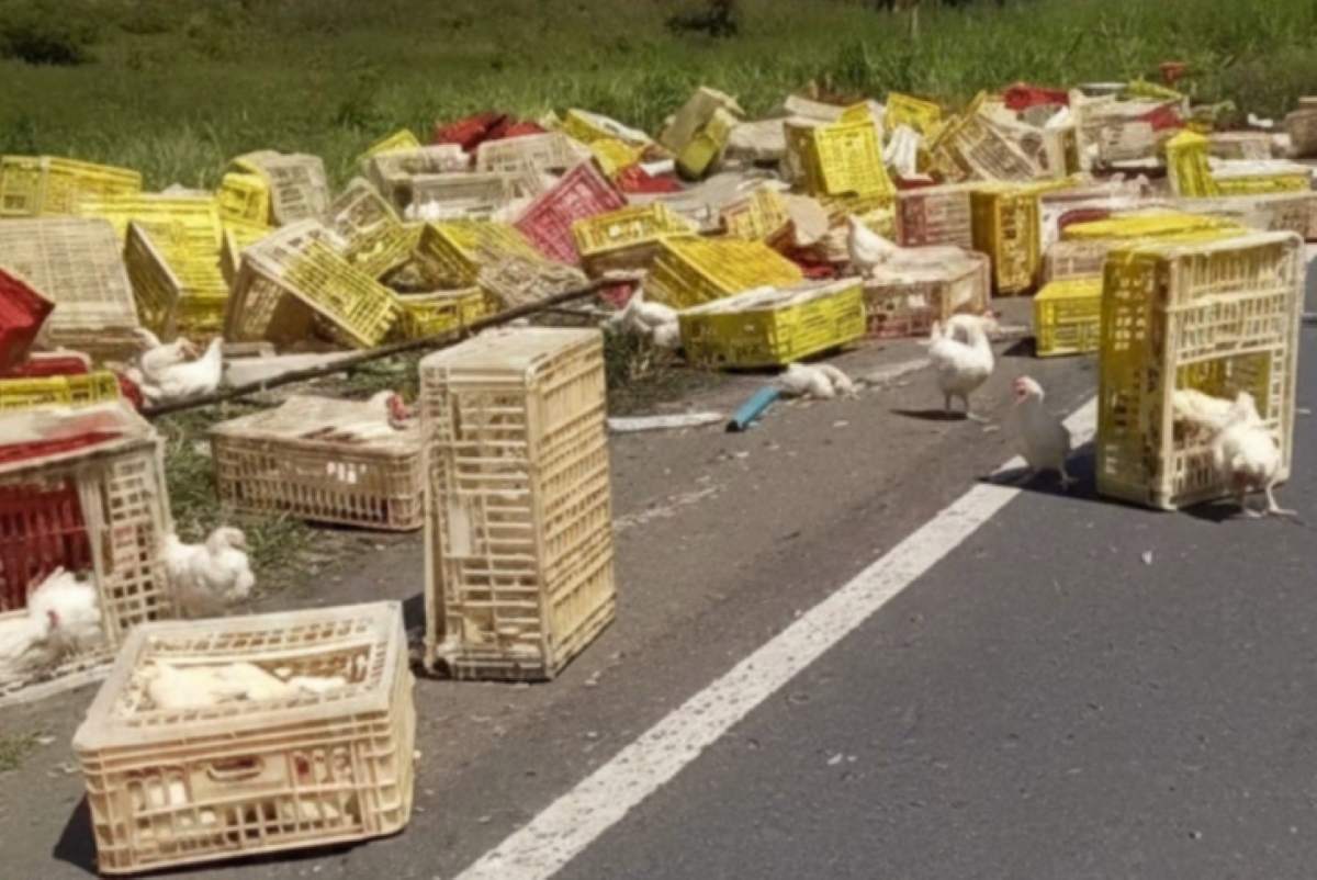 Homem morre após caminhão de frangos tombar na BR-101