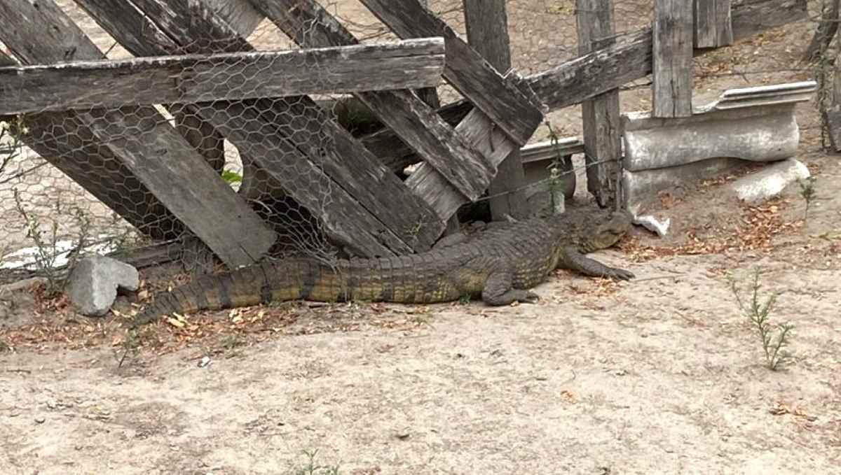 Jacaré é encontrado próximo à fábrica de café no bairro Gabriela