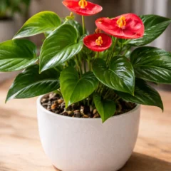 Mini ant&uacute;rio qual o tamanho m&iacute;nimo de vaso para folhas brilhantes