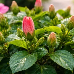 O tipo de &aacute;gua que deixa o hibisco cheio de bot&otilde;es 2 semanas antes da primavera