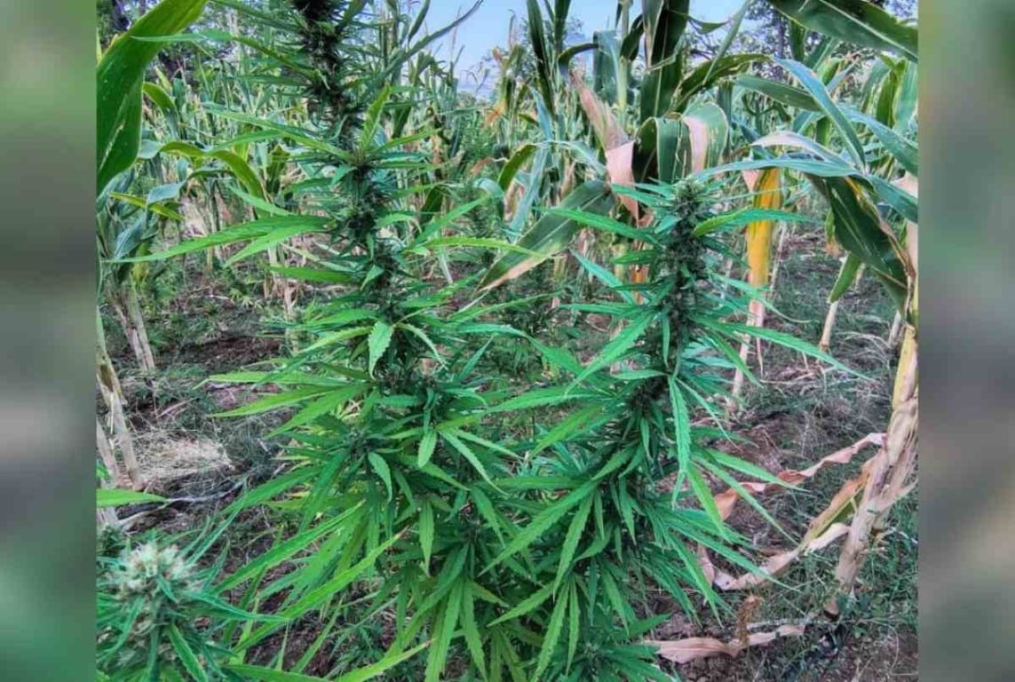 PM erradica cerca de 22 mil pés de maconha em Curaçá | Foto: 45ª CIPM PM erradica cerca de 22 mil pés de maconha em Curaçá | Foto: 45ª CIPMÂ