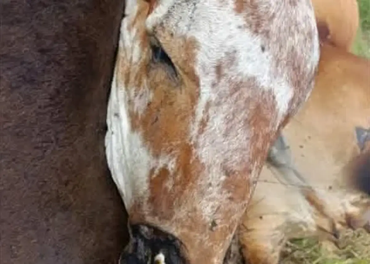Onze vacas morrem após descarga elétrica em propriedade rural de Alagoinhas