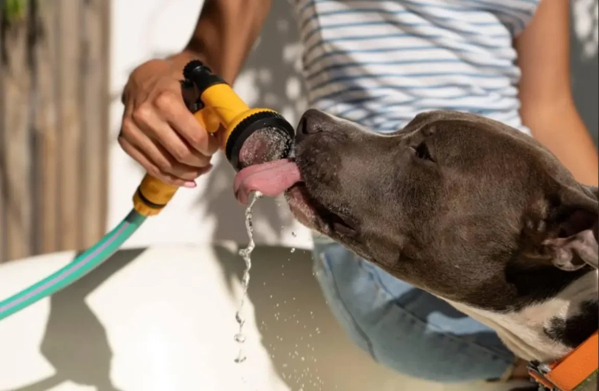 Cuidados essenciais com os pets durante o verão