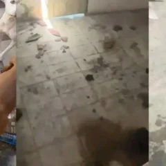 OAB Feira participa da 3ª fase de operação contra maus-tratos a animais da Polícia Civil