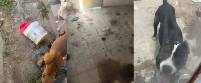 Maus-Tratos contra animais