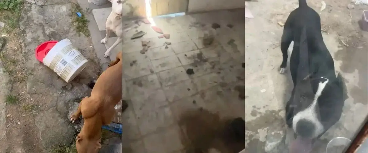 OAB Feira participa da 3ª fase de operação contra maus-tratos a animais da Polícia Civil