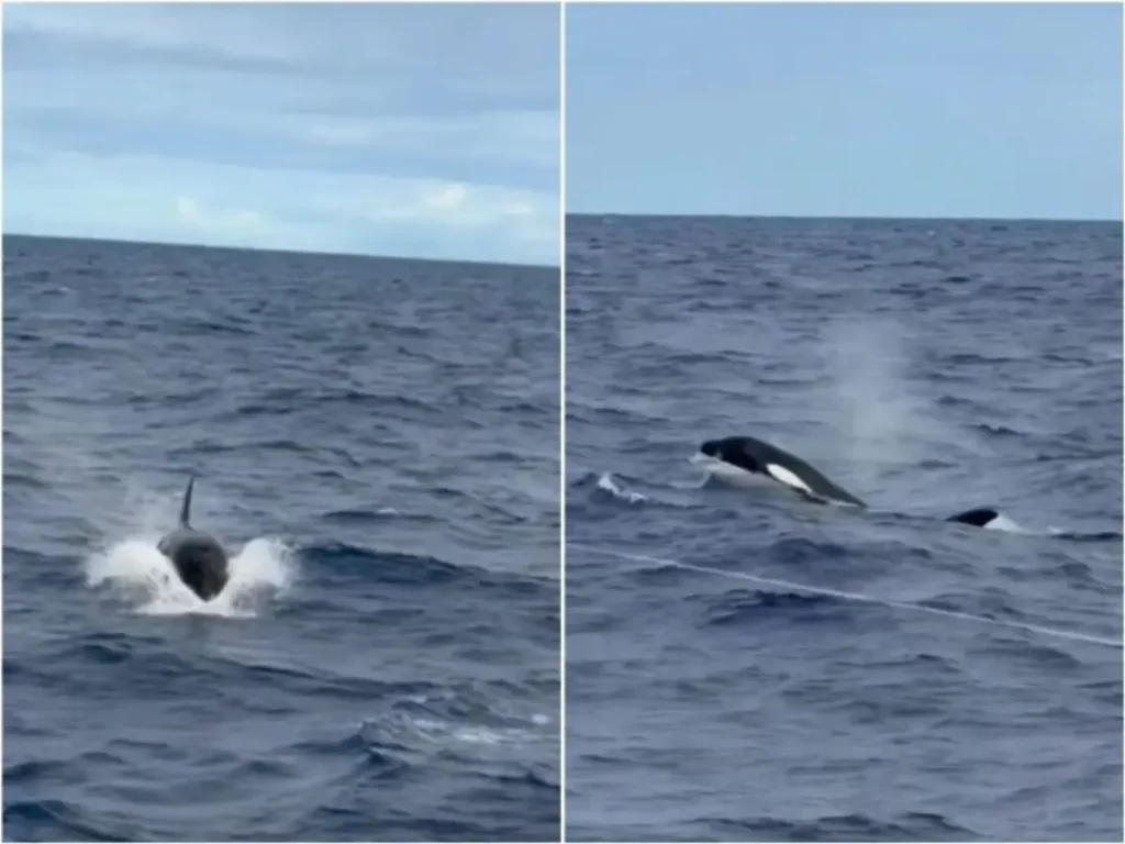 orcas em Ilhéus orcas em Ilhéus