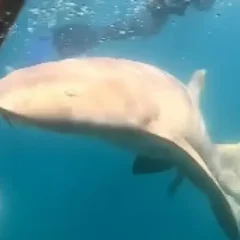 tubarão morte advogada