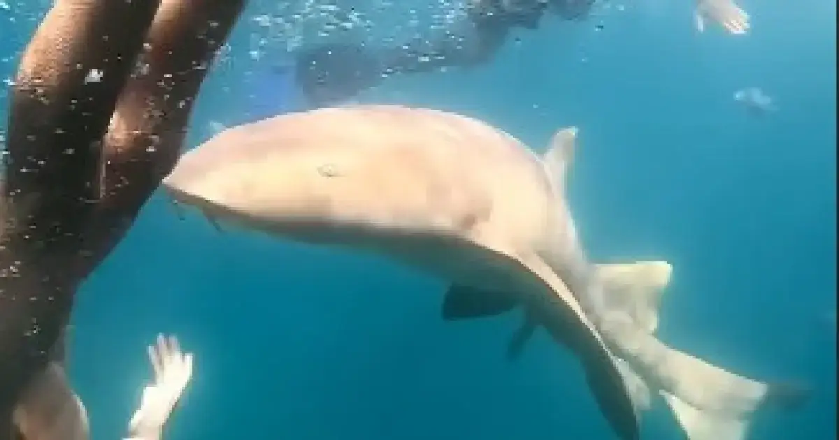 tubarão morte advogada tubarão morte advogada