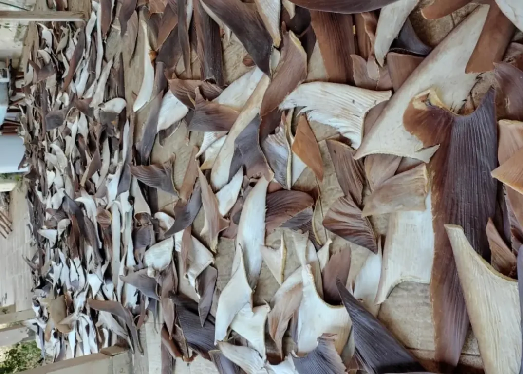 PF, Inema e Ibama desarticulam ponto de beneficiamento ilegal de barbatanas de tubarão na Bahia