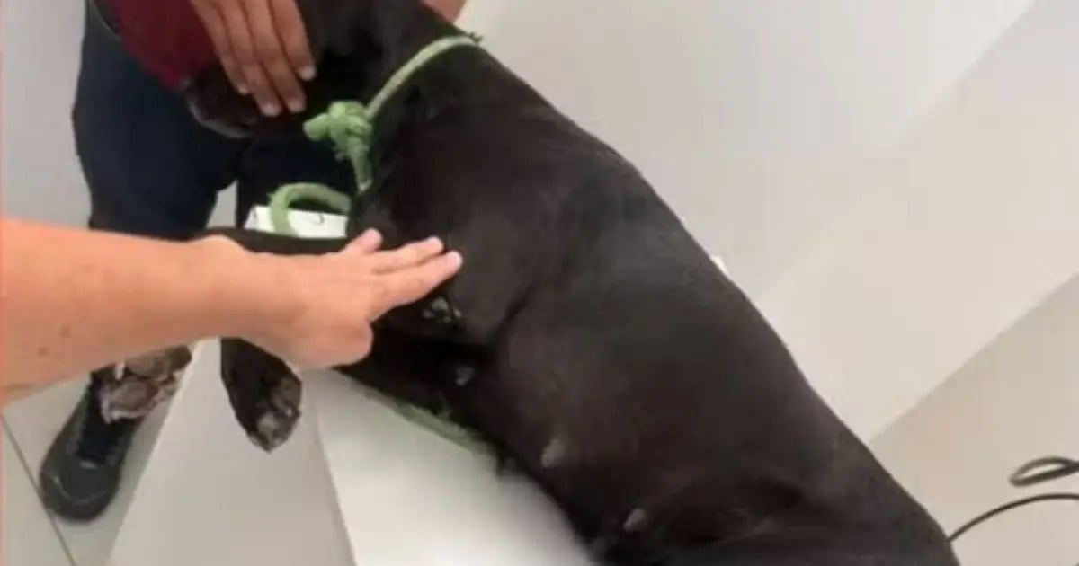 Cachorro morre e outro fica em estado grave após serem baleados em zona rural de Serrinha