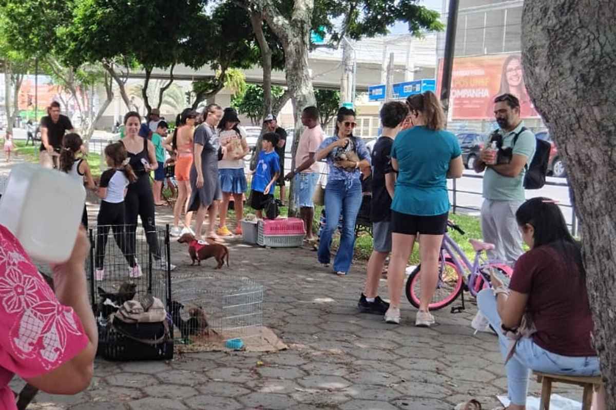 Feira de cães da Getúlio Vargas