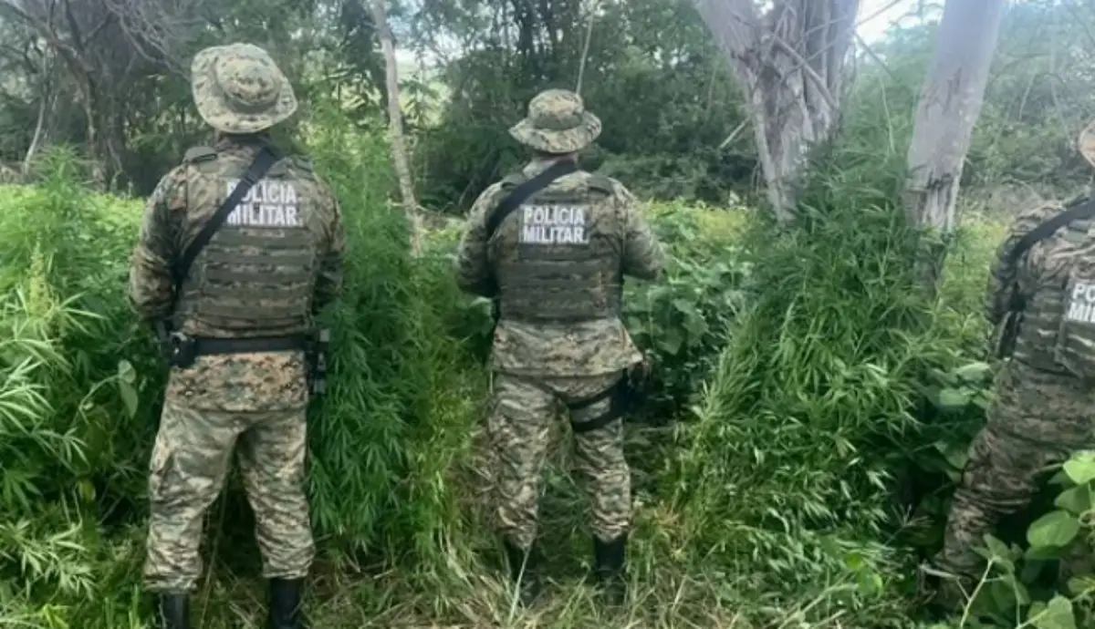 Polícia destrói plantação com mil pés de maconha na zona rural de Morpará