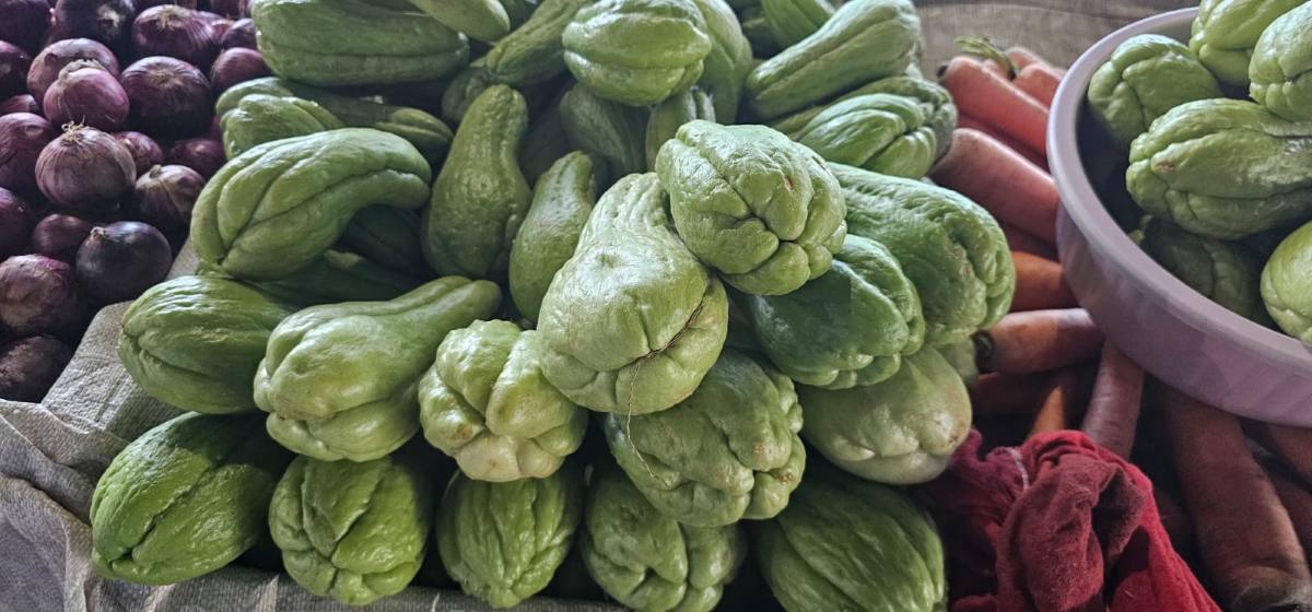 Preço do chuchu sofre reajuste no Centro de Abastecimento de Feira de Santana