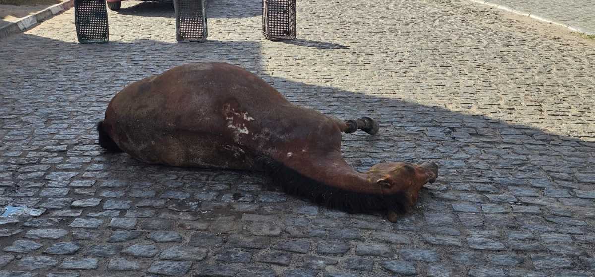 Cavalos no bairro Mangabeira