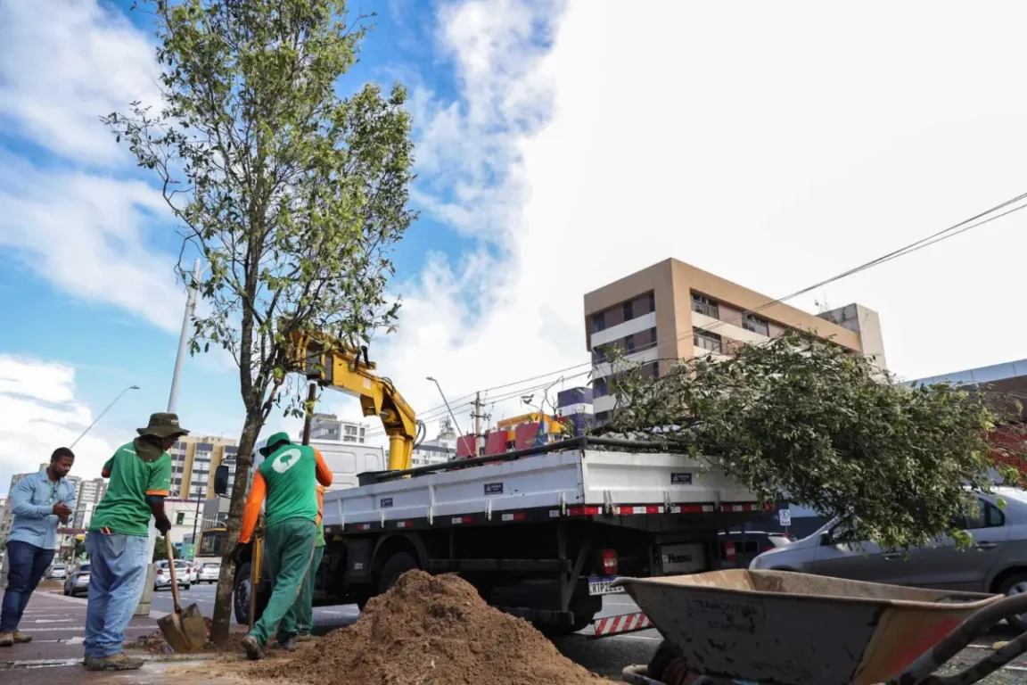 Salvador passa a integrar rede global de cidades reconhecidas por gestão de arborização urbana