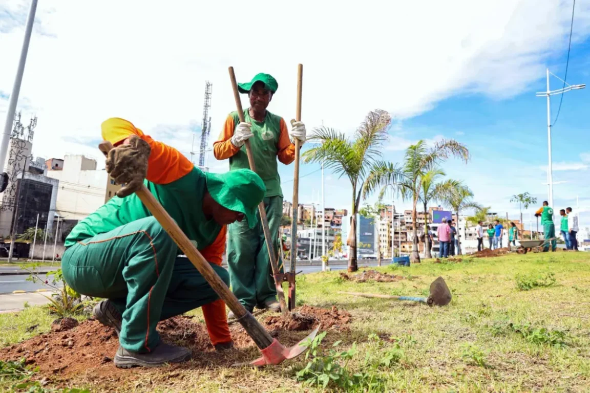 Salvador passa a integrar rede global de cidades reconhecidas por gestão de arborização urbana