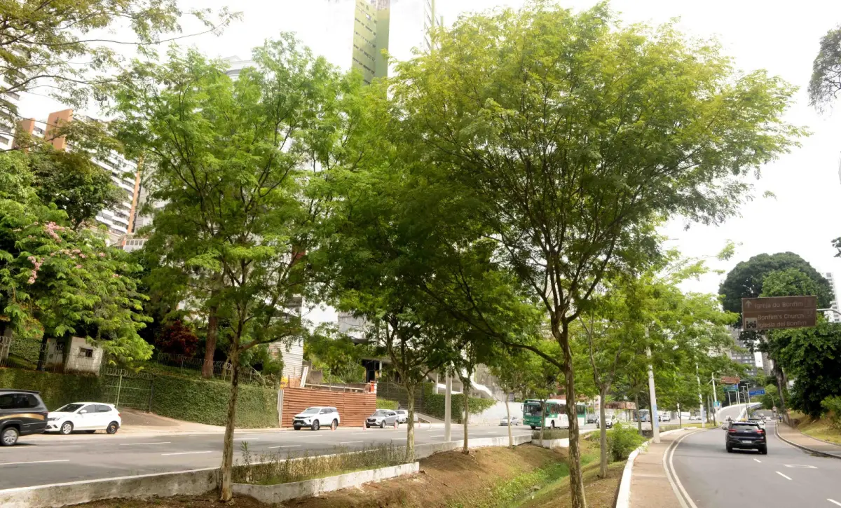 Salvador passa a integrar rede global de cidades reconhecidas por gestão de arborização urbana