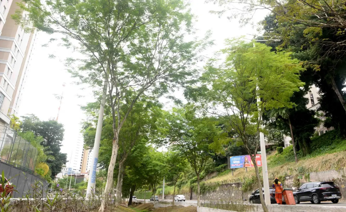 Salvador passa a integrar rede global de cidades reconhecidas por gestão de arborização urbana