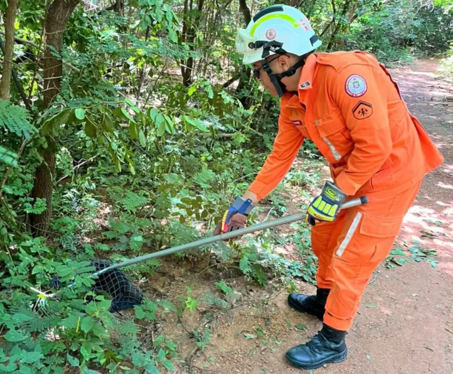 Tamanduá-mirim é resgatado em povoado de Barreiras