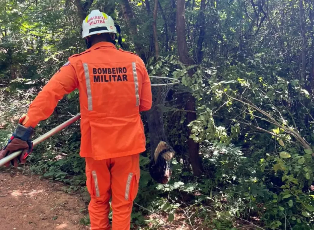 Tamanduá-mirim é resgatado em povoado de Barreiras