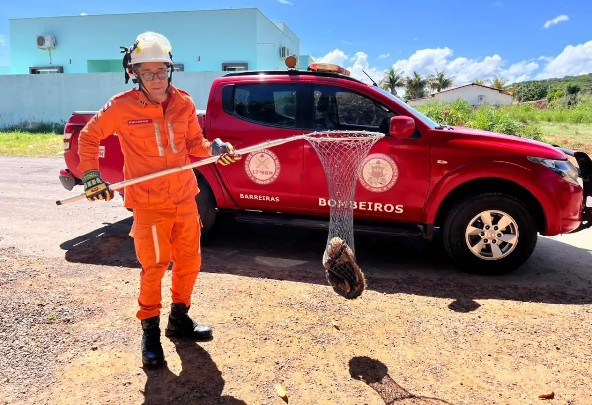 Tamanduá-mirim é resgatado em povoado de Barreiras