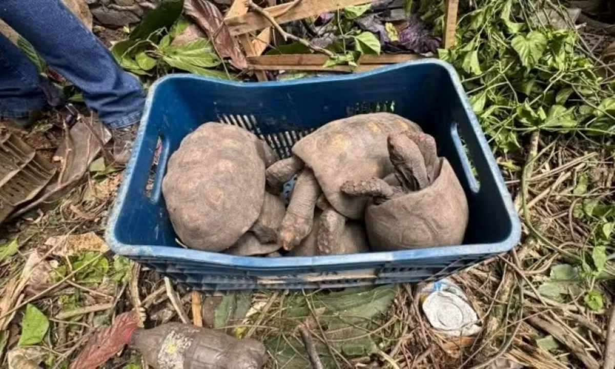 Cerca de 100 jabutis são resgatados em casa abandonada em Conceição do Jacuípe