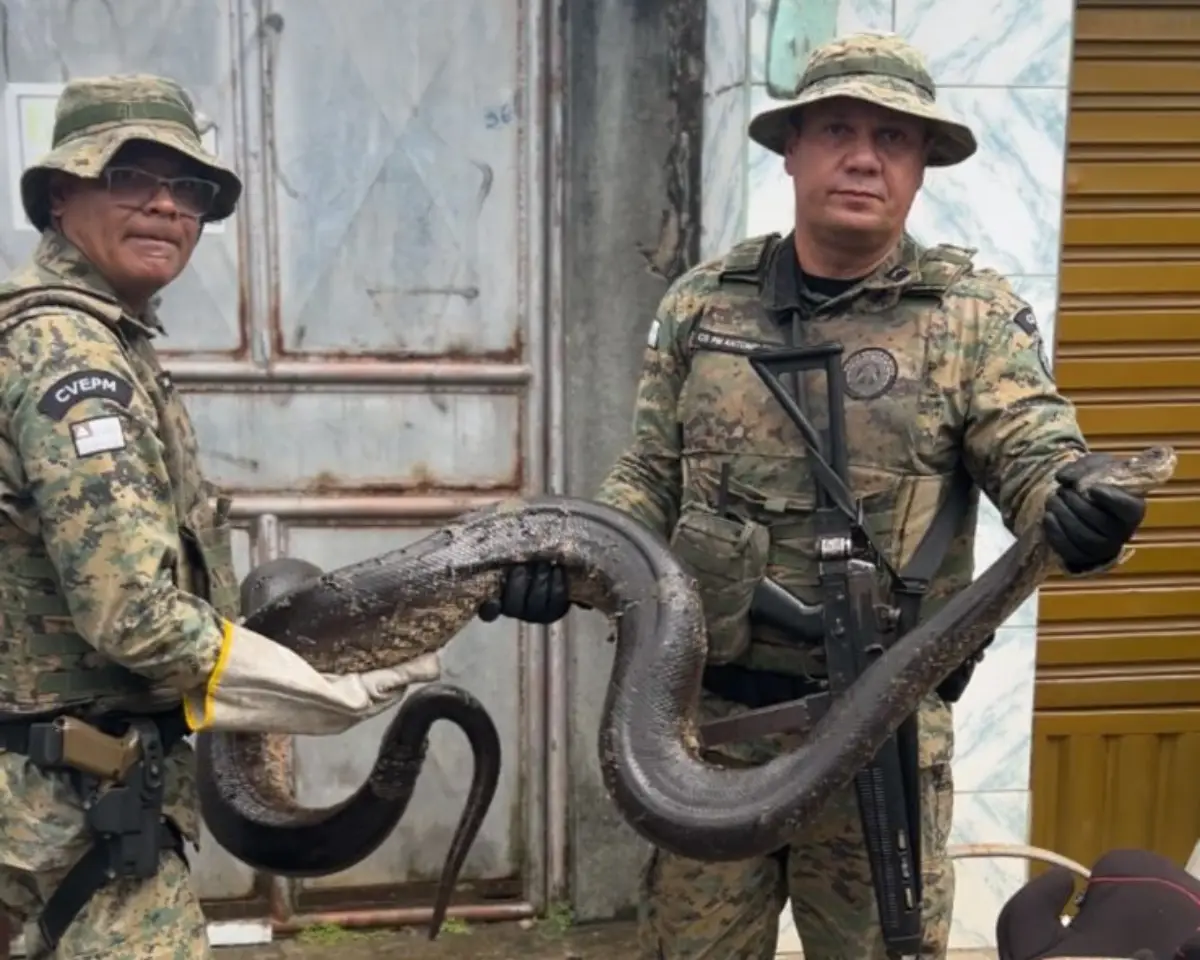 Equipes da Coppa resgatam sucuri no bairro de Águas Claras em Salvador