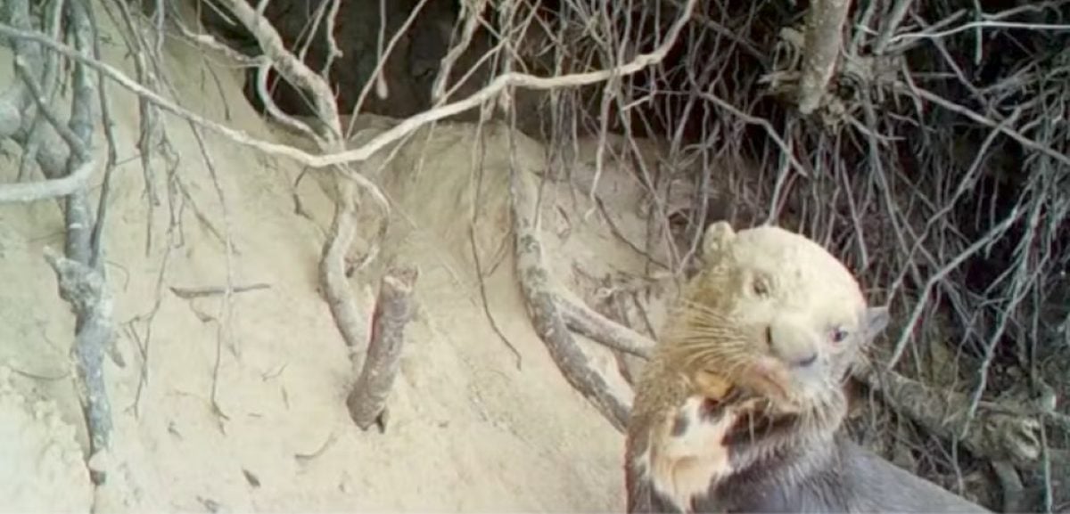 Ariranha entra em lista mundial de risco de extinção e passa a ter proteção internacional