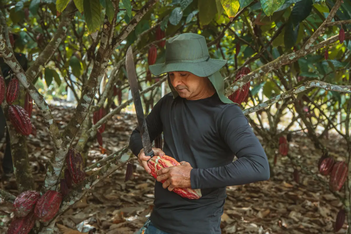 Cacau+ impulsiona produção e fortalece a agricultura familiar na Bahia