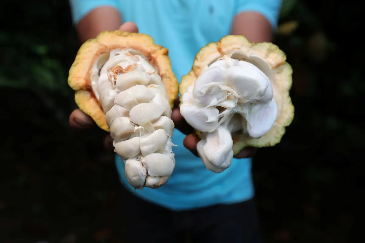 Cacau+ impulsiona produção e fortalece a agricultura familiar na Bahia
