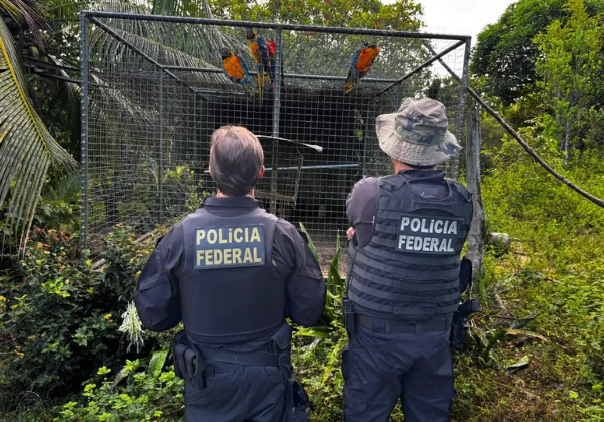 tráfico de animais silvestres