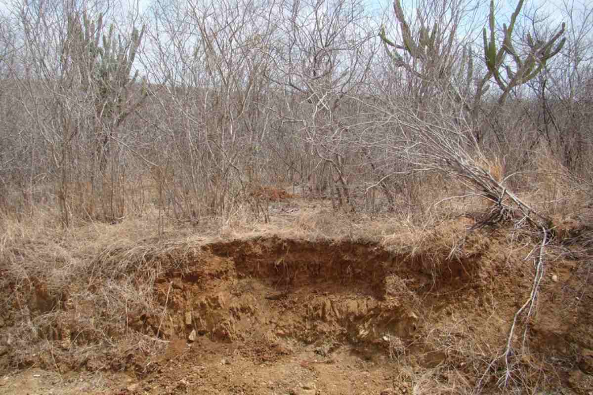 Caatinga